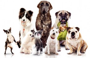 the-dogs